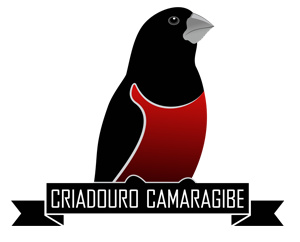 Criadouro Camaragibe Criador Curió Comercial - Alagoas